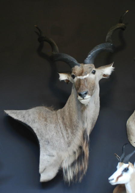 Huge trophy head of a capital kudu.