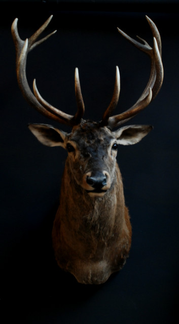 Stuffed head of a big red stag.