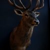 Stuffed head of a big red stag.