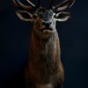 Stuffed head of a big red stag.