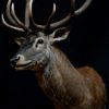 Imposing stuffed head of a capital red deer