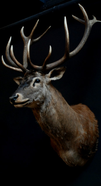 Stuffed head of a big red stag.