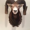 Trophy head of a heavy mouflon.