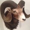 Trophy head of a heavy mouflon.