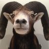 Trophy head of a heavy mouflon.