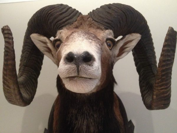 Trophy head of a heavy mouflon.