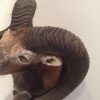 Trophy head of a heavy mouflon.