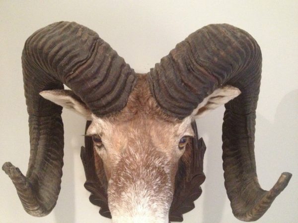 Trophy head of a heavy mouflon.