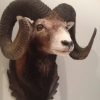 Trophy head of a heavy mouflon.