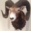 Trophy head of a heavy mouflon.