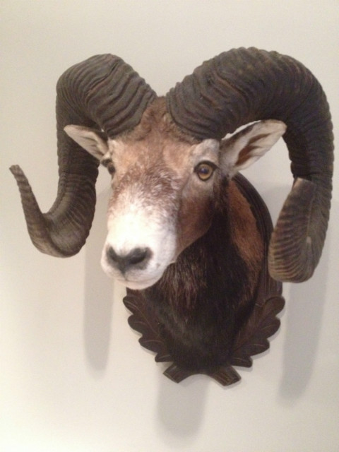 Trophy head of a heavy mouflon.