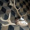 Antlers of a fallow deer.