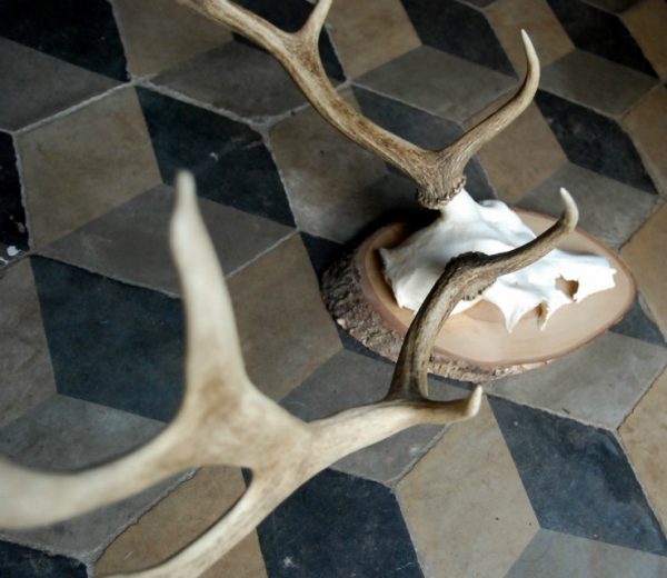 Antlers of a fallow deer.