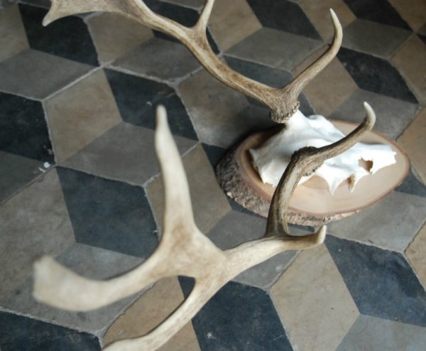 Antlers of a fallow deer.