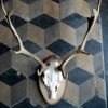 Strong pair of antlers of a red stag. Hunting trophy.