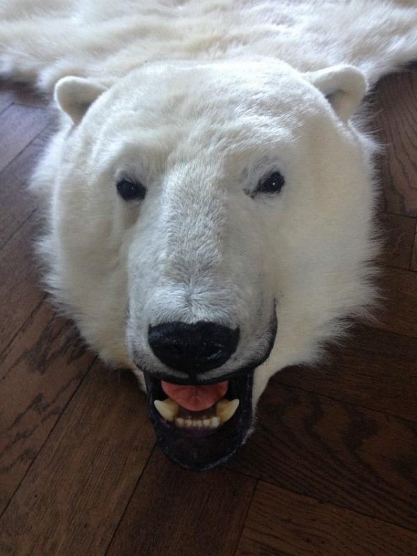 Exclusive skin of a polar bear.