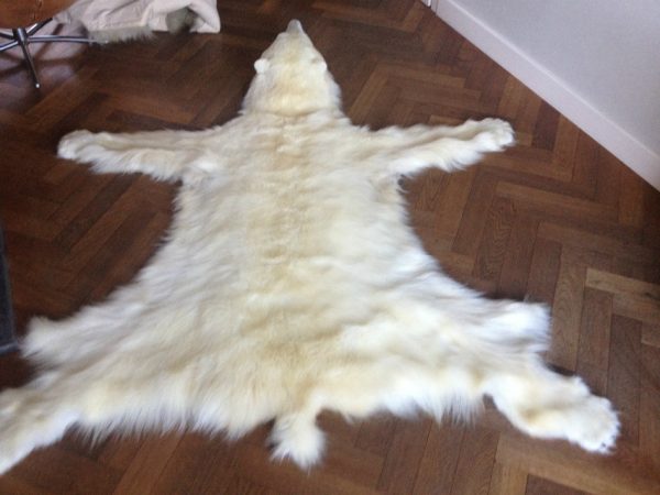 Exclusive skin of a polar bear.