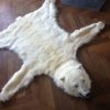 Exclusive skin of a polar bear.