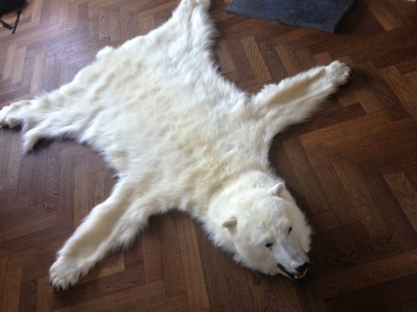 Exclusive skin of a polar bear.