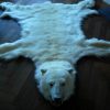 Exclusive skin of a polar bear.