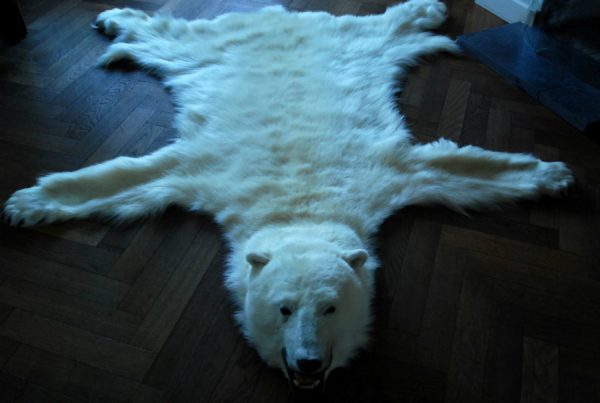 Exclusive skin of a polar bear.