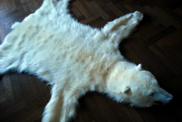 Exclusive skin of a polar bear.