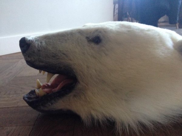 Exclusieve huid van een ijsbeer. Het betreft een zeer fraai wit exemplaar in wintervacht en hij is in perfecte staat. De huid is aan de onderzijde voorzien van grijs vilt.