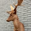 Imposing taxidermy head of a dark fallow deer.