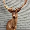 Imposing taxidermy head of a dark fallow deer.