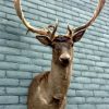 Imposing taxidermy head of a dark fallow deer.