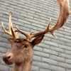 Imposing taxidermy head of a dark fallow deer.