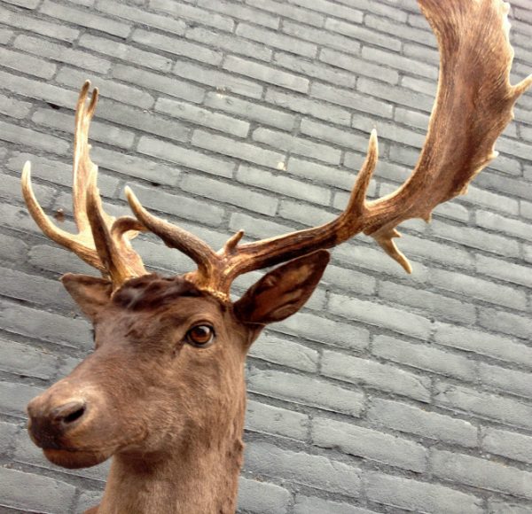 Imposing taxidermy head of a dark fallow deer.