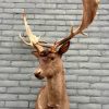 Imposing taxidermy head of a dark fallow deer.