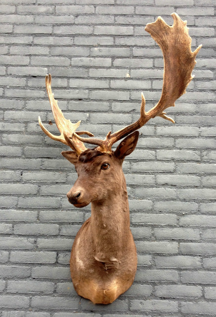 Imposing taxidermy head of a dark fallow deer.