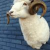 Stuffed head of a sheep ram.