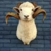 Stuffed head of a sheep ram.