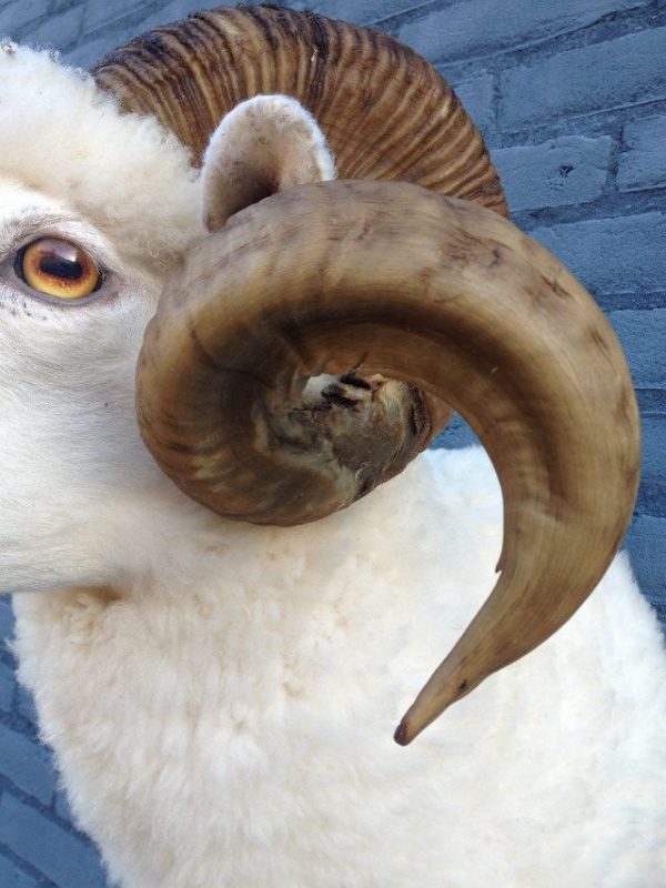 Stuffed head of a sheep ram.