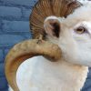 Stuffed head of a sheep ram.