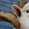 Stuffed head of a sheep ram.