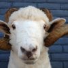 Stuffed head of a sheep ram.