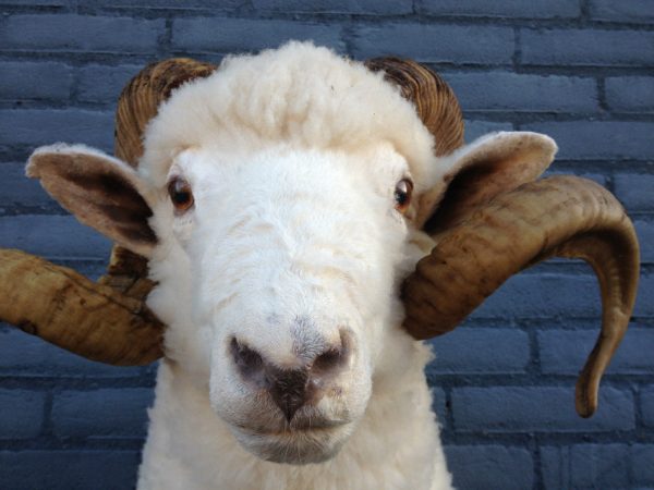 Stuffed head of a sheep ram.