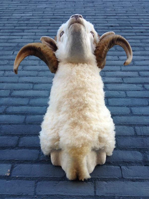 Stuffed head of a sheep ram.