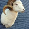 Stuffed head of a sheep ram.