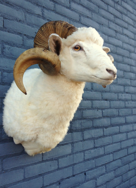 Stuffed head of a sheep ram.