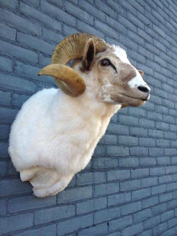 Stuffed head of a sheep ram.