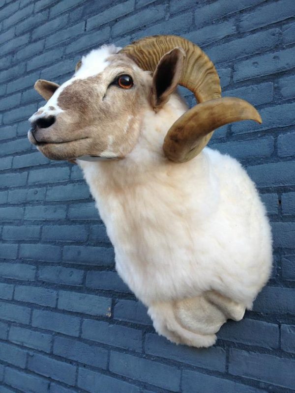 Stuffed head of a sheep ram.