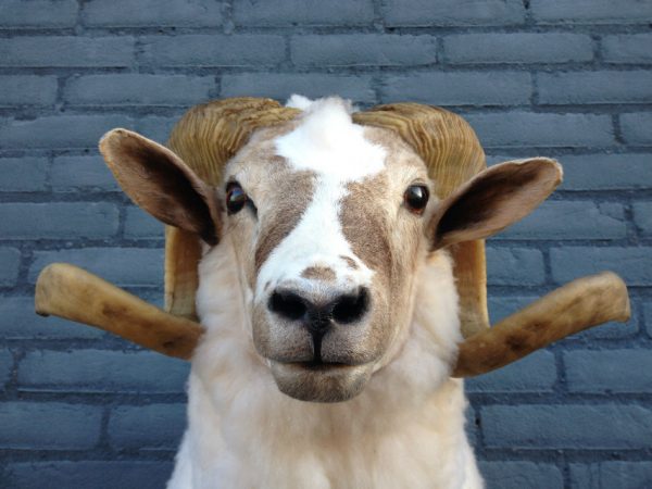 Stuffed head of a sheep ram.