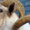 Stuffed head of a sheep ram.