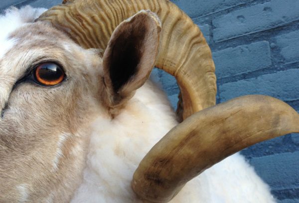 Stuffed head of a sheep ram.