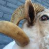 Stuffed head of a sheep ram.